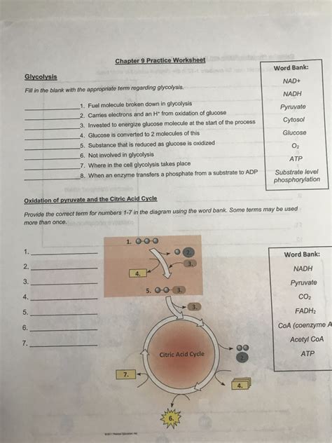 Solved Chapter 9 Practice Worksheet Word Bank Glycolysis