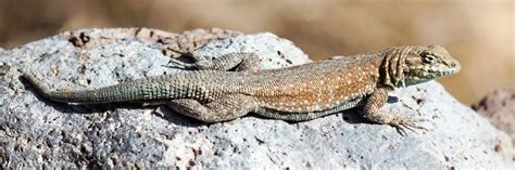 California Lizards [Identification & Full Guide]