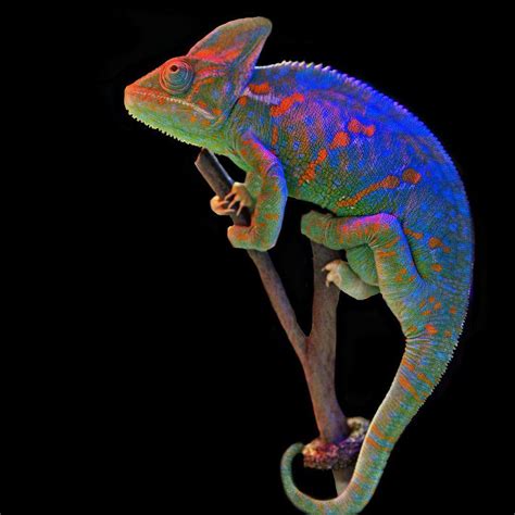 4K Chameleon Wallpapers - Top Free 4K Chameleon Backgrounds - WallpaperAccess