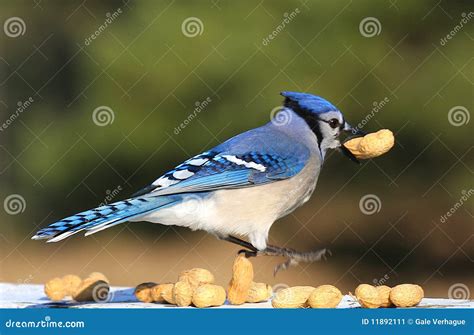 Blue Jay stock image. Image of action, feeding, cyanocitta - 11892111