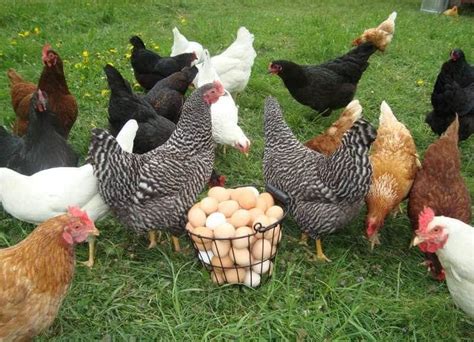 Why Raise Backyard Poultry? 8 Undisputable Reasons Why You Should ...