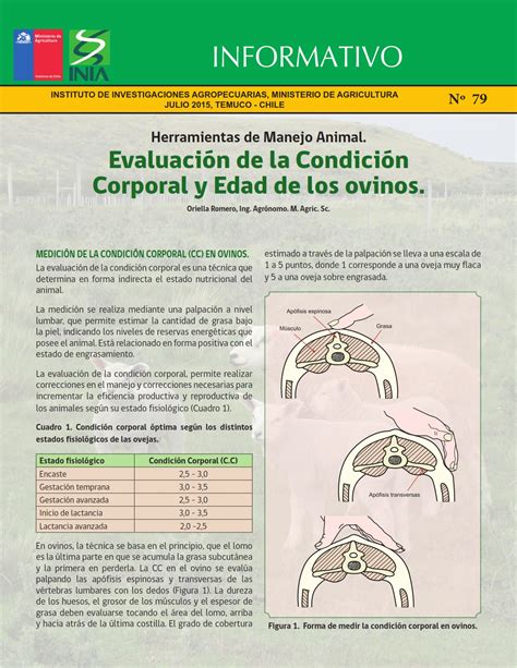 Hay que prestar más atención a la condición corporal de las ovejas para