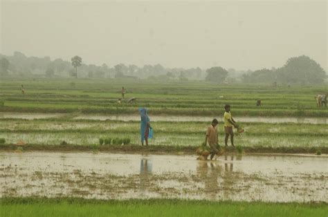 Impact Of Stalled Monsoon Decline In Sowing Of Kharif Crops In June