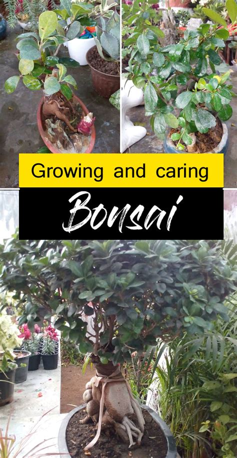 Growing and caring Bonsai | Bonsai plant | Indoor Bonsai plant care ...