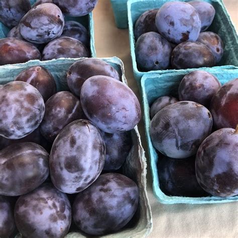 Italian Prune Plums Information Recipes And Facts Prune Plum Prune