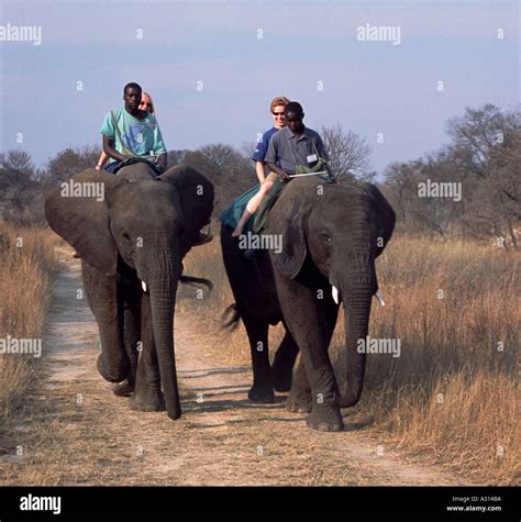 Elephant Ride Gweru Zimbabwe Stock Photo - Alamy