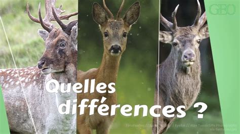 Comment différencier les cerfs les chevreuils et les daims Vidéo