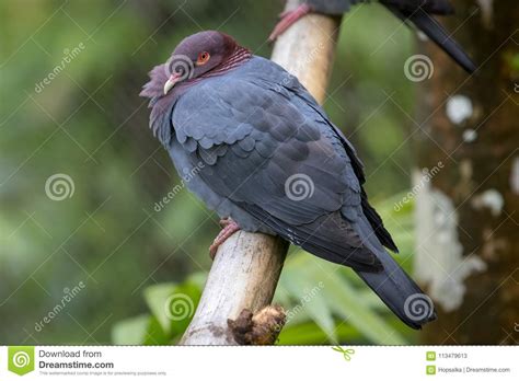 Pombo Cinzento Que Empoleira Se Em Um Ramo Columba Squamosa Imagem De