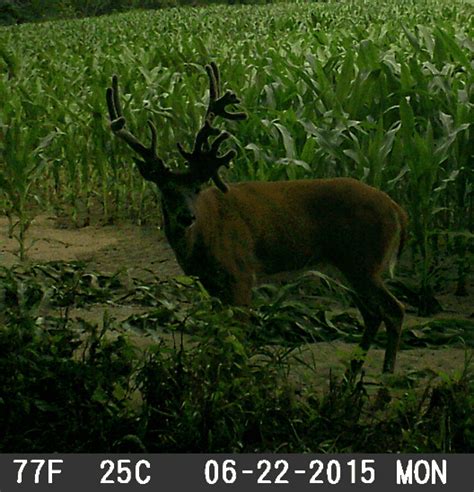 Trail-Camera: Big Freak Buck! - Big Deer