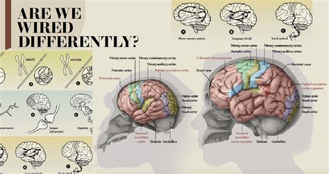 Are We Wired Differently What Makes The Human Brain Special