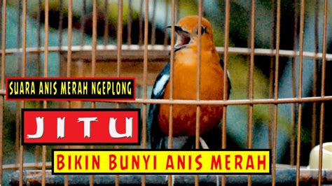 Masteran Suara Burung Anis Merah Gacor Ngeplong Pancingan Anis Merah