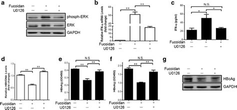 Fucoidan Suppresses The Replication Of Hbv And Increases The Production