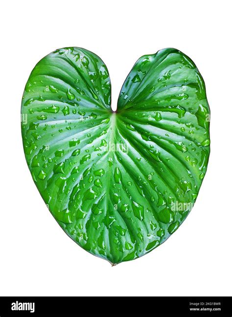 Philodendron Green Leaves White Background Isolated Close Up