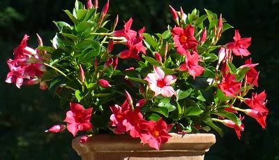 How To Grow And Care Dipladenia Plant Pop Creep