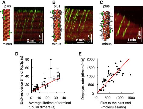 Kinesin 8 Motors Act Cooperatively To Mediate Length Dependent