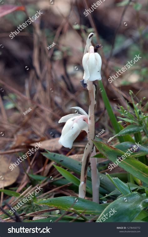 299 Ghost Pipe Plant Images, Stock Photos & Vectors | Shutterstock