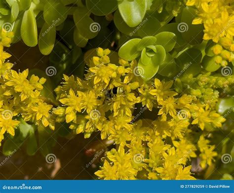 The Broadleaf Stonecrop Cape Blanco Sedum Spathulifolium Drumbeg