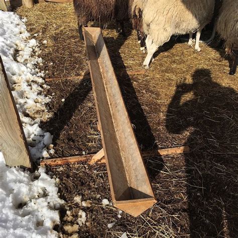 Sheep Trough Feeders Keep Healthy