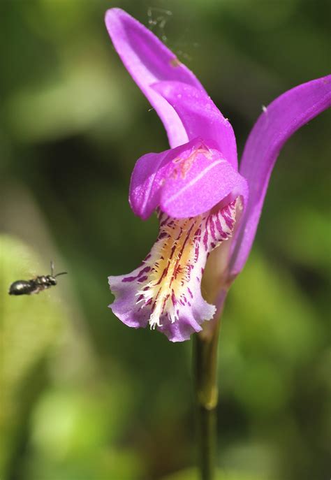 Arethusa bulbosa: dragon’s mouth – Native Orchid Conservation Network