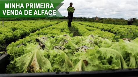 COLHENDO ALFACE MINHA PRIMEIRA VENDA DE ALFACE AGRICULTURA FAMILIAR