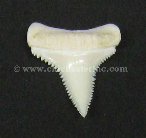 Great White Shark Teeth, Great White Shark Tooth, Shark's Teeth, Sharks ...