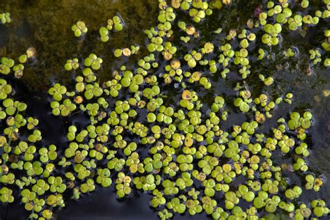 Lemna Plant