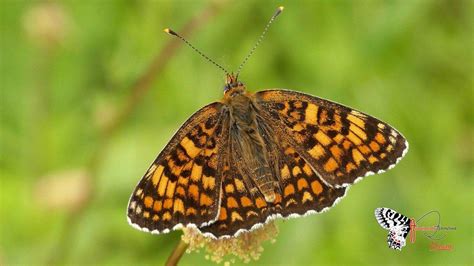 Así es la doncella esquiva la nueva especie de mariposa descubierta