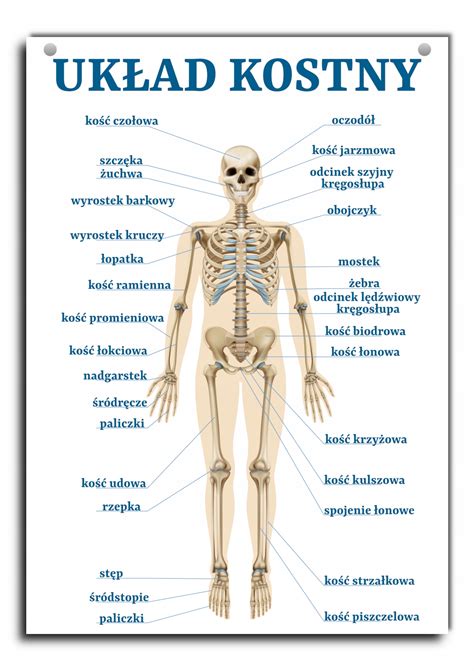 Plansza dydaktyczna układ kostny człowieka A3 10479453613 Allegro pl