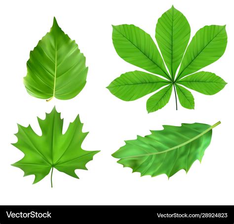 Green leaves Royalty Free Vector Image - VectorStock