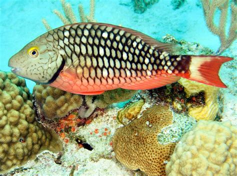 Stoplight Parrotfish Sparisoma Viride The Exumas Bahamas Photo