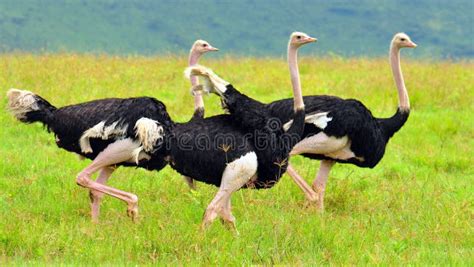 A Group Of Ostriches Stock Photo Image Of Tourism Bird 15503746