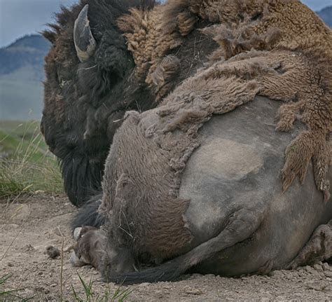 Bison Range Flathead Nation Montana May 2021 Drburtoni Flickr