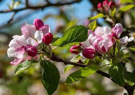 National Trust Cymru Urges People To Turn Social Media Pink White And