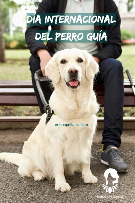 Celebremos juntos el Día Internacional del Perro Guía Perro guia