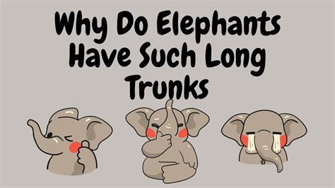 SmartyPantsEP11 Why Elephants Have Long Trunks Educational