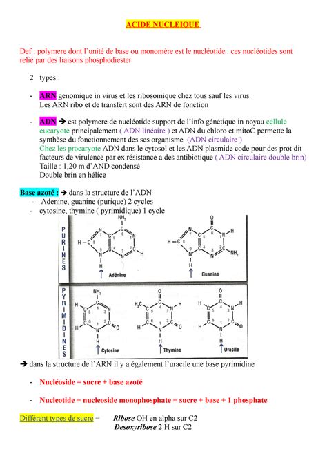 Acide Nucleique Synthèse De Protéine Acide Nucleique Def Polymere Dont L’unité De Base Ou