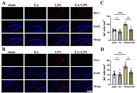 Electroacupuncture Alleviates Neuroinflammation By Inhibiting The HMGB1