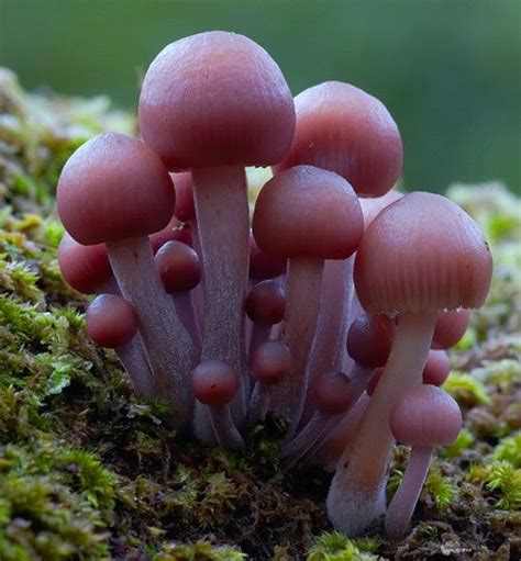 22 Extraordinary Macro Photography of Mushrooms | 99inspiration