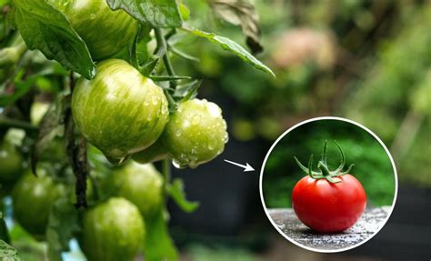 Astuces simples et efficaces pour faire mûrir les tomates