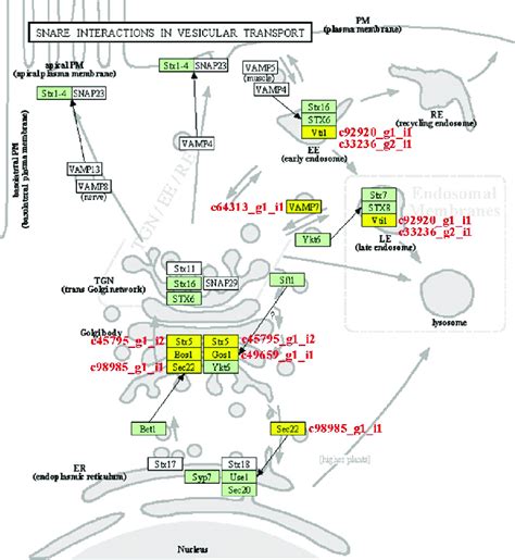 Schematic Of The Pathway Category Snare Interactions In Vesicular