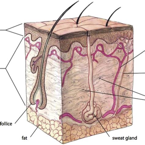 Schematic Representation Of Anatomical Structure Of The Human Skin