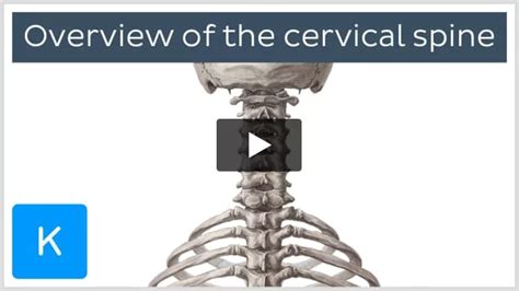 Nuchal Ligament Anatomy Attachments And Function Kenhub