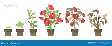 Vector Illustrations Of Impatiens Flower Growth In A Pot Caring For