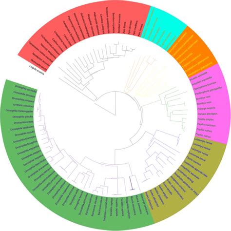 Phylogenetic Analysis Of Beta Glucosidase Genes From Musca Domestica