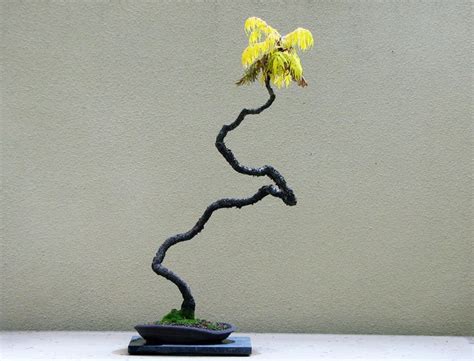 Staghorn Sumac Bonsai Bonsai Art Mame Bonsai