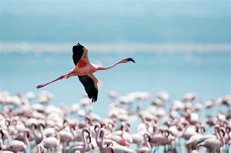 Lesser Flamingo In Flight Photograph By John Devriesscience Photo