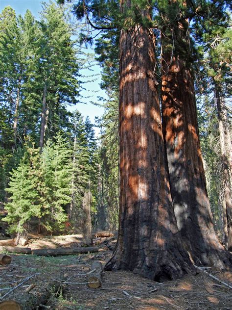 Pair of sequoia trees: Sunset and Dead Giant Trails, Kings Canyon ...