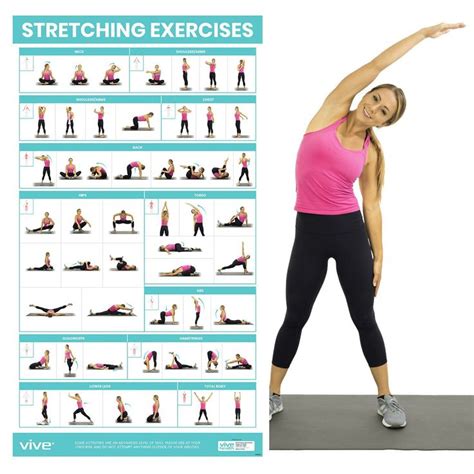 Stretching Workout Poster Workout Posters Stretching Exercises For