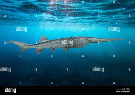 Chinese paddlefish hi-res stock photography and images - Alamy