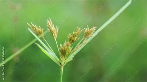 Cyperus Rotundus Coco Grass Java Grass Nut Grass Purple Nut Sedge